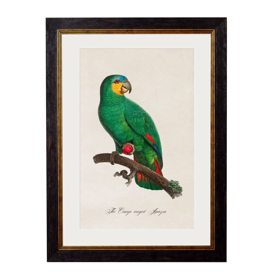 Ashton And Barrow NEW IN! Vintage Orange Winged Amazon Parrot C.1800s , Parrot Collection - Rectangular Glass-Framed Print, With Gold Detail 1 Ashton And Barrow NEW IN! Vintage Orange Winged Amazon Parrot C.1800s , Parrot Collection - Rectangular Glass-Framed Print, With Gold Detail