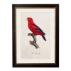 Ashton And Barrow Vintage Red Lory Parrot C.1800s , Parrot Collection - Rectangular Glass-Framed Print, With Gold Detail
