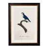 Ashton And Barrow NEW IN! Vintage Blue Arimanon Parakeet C.1892, Parrot Collection - Rectangular Glass-Framed Print, With Gold Detail