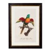 Ashton And Barrow Vintage Blue Headed Parrot C.1800s , Parrot Collection - Rectangular Glass-Framed Print, With Gold Detail NEW IN!