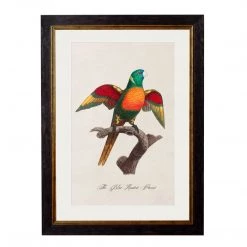 Ashton And Barrow Vintage Blue Headed Parrot C.1800s , Parrot Collection - Rectangular Glass-Framed Print, With Gold Detail NEW IN!