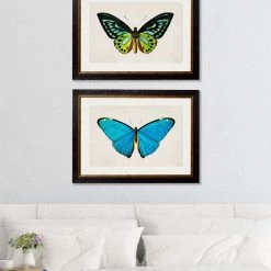 Ashton And Barrow Vintage Tropical Birdwing Butterfly C.1836 - Rectangular Glass-Framed Print