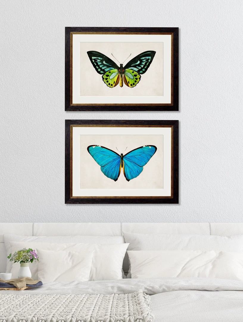 Ashton And Barrow Vintage Tropical Birdwing Butterfly C.1836 - Rectangular Glass-Framed Print 2 Ashton And Barrow Vintage Tropical Birdwing Butterfly C.1836 - Rectangular Glass-Framed Print