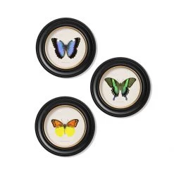 Ashton And Barrow Art & Prints Vintage Tropical Butterfly C.1835 - Round Glass-Framed Print With Gold Detail