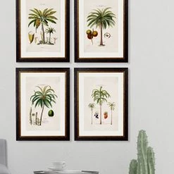 Ashton And Barrow Vintage Study Of South American Areca Palm Tree C.1843 - Rectangular Glass-Framed Print