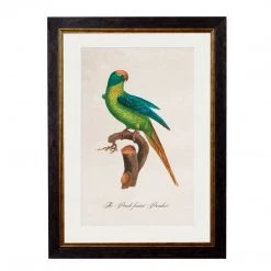 Ashton And Barrow Vintage Peach Fronted Parakeet C.1800s , Parrot Collection - Rectangular Glass-Framed Print, With Gold Detail NEW IN!
