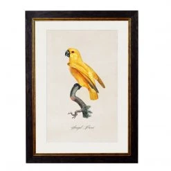 Ashton And Barrow Vintage Senegal Parrot C.1800s , Parrot Collection - Rectangular Glass-Framed Print, With Gold Detail