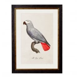 Ashton And Barrow Vintage Grey Parrot C.1800s , Parrot Collection - Rectangular Glass-Framed Print, With Gold Detail