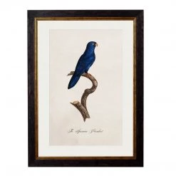 Ashton And Barrow Vintage Sparman Parakeet C.1800s , Parrot Collection - Rectangular Glass-Framed Print, With Gold Detail