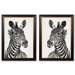 Ashton And Barrow Vintage Zebra C.1890 - Rectangular Glass-Framed Print With Gold Detail (Right Facing)