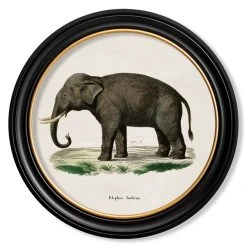 Ashton And Barrow Vintage Elephant C.1846 - Round Glass-Framed Print With Gold Detail
