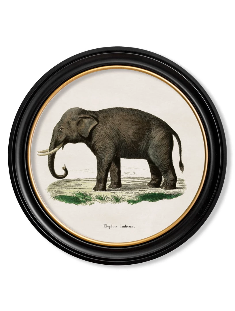 Ashton And Barrow Vintage Elephant C.1846 - Round Glass-Framed Print With Gold Detail 1 Ashton And Barrow Vintage Elephant C.1846 - Round Glass-Framed Print With Gold Detail
