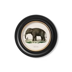 Ashton And Barrow Vintage Elephant C.1846 - Round Glass-Framed Print With Gold Detail