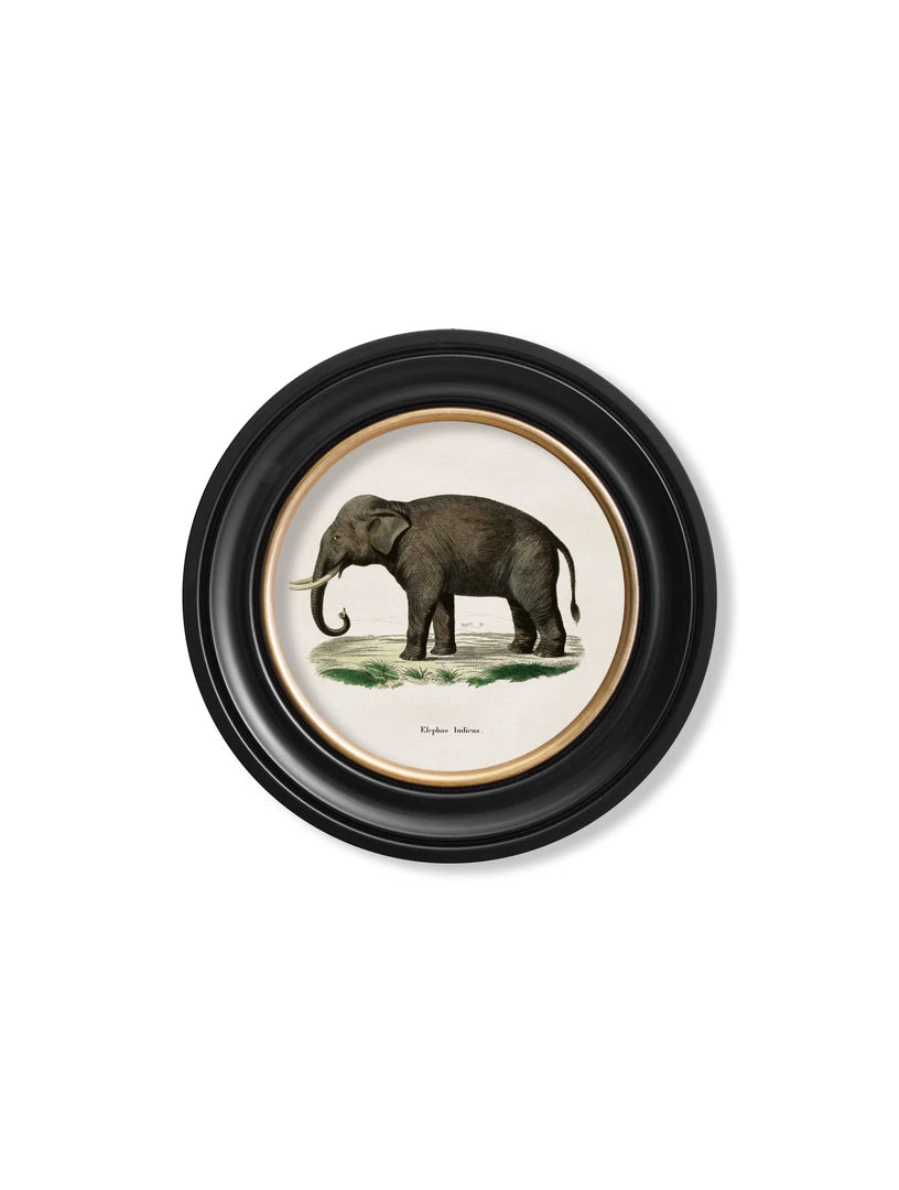 Ashton And Barrow Vintage Elephant C.1846 - Round Glass-Framed Print With Gold Detail 2 Ashton And Barrow Vintage Elephant C.1846 - Round Glass-Framed Print With Gold Detail
