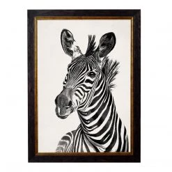 Ashton And Barrow Vintage Zebra C.1890 - Rectangular Glass-Framed Print With Gold Detail (Left Facing)