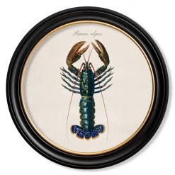 Ashton And Barrow Vintage Marine Life Collection C.1876 - Set Of 4 Round Glass Framed Prints - Made In Britain NEW IN!