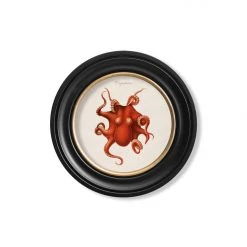 Ashton And Barrow Vintage Marine Life Collection C.1876 - Set Of 4 Round Glass Framed Prints - Made In Britain NEW IN!