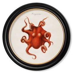 Ashton And Barrow NEW IN! Vintage Octopus C.1876 - Round Glass-Framed Print