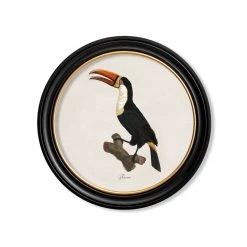 Ashton And Barrow Art & Prints Vintage Toucan, Facing Left C.1809, Round Glass-Framed Print