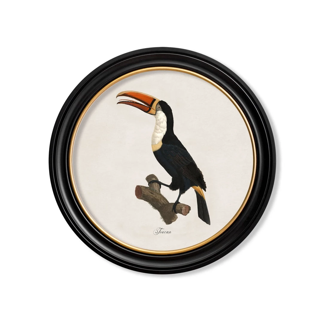 Ashton And Barrow Art & Prints Vintage Toucan, Facing Left C.1809, Round Glass-Framed Print 1 Ashton And Barrow Art & Prints Vintage Toucan, Facing Left C.1809, Round Glass-Framed Print