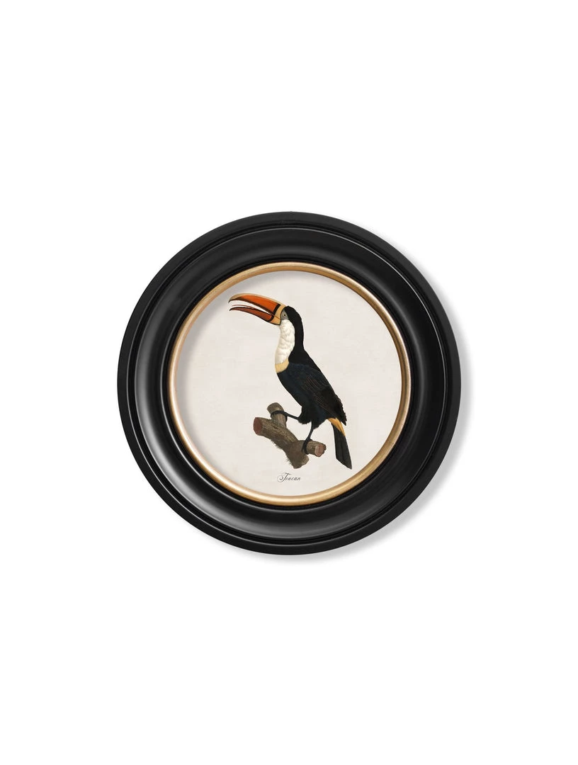 Ashton And Barrow Art & Prints Vintage Toucan, Facing Left C.1809, Round Glass-Framed Print 2 Ashton And Barrow Art & Prints Vintage Toucan, Facing Left C.1809, Round Glass-Framed Print