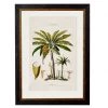 Ashton And Barrow Vintage Study Of South American Banana Palm Tree C.1843 - Rectangular Glass-Framed Print Art & Prints