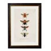 Ashton And Barrow Art & Prints Vintage Bees C.1892 - Rectangular Glass-Framed Print