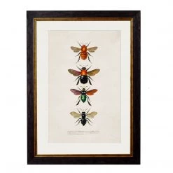 Ashton And Barrow Art & Prints Vintage Bees C.1892 - Rectangular Glass-Framed Print