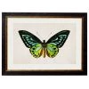 Ashton And Barrow Vintage Tropical Birdwing Butterfly C.1836 - Rectangular Glass-Framed Print