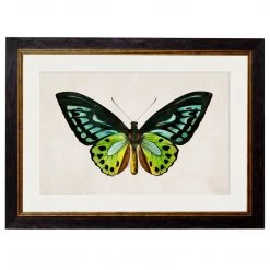Ashton And Barrow Vintage Tropical Birdwing Butterfly C.1836 - Rectangular Glass-Framed Print