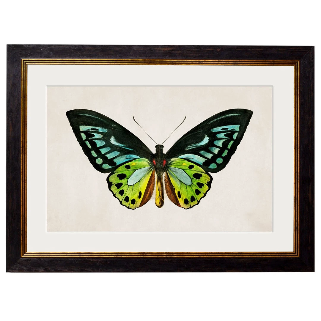 Ashton And Barrow Vintage Tropical Birdwing Butterfly C.1836 - Rectangular Glass-Framed Print 1 Ashton And Barrow Vintage Tropical Birdwing Butterfly C.1836 - Rectangular Glass-Framed Print