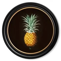 Ashton And Barrow Vintage Pineapple Illustration C.1812 - On Black With Round Black & Gold Glass-Frame