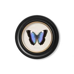 Ashton And Barrow Art & Prints Vintage Tropical Butterfly C.1835 - Round Glass-Framed Print With Gold Detail