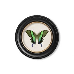 Ashton And Barrow Art & Prints Vintage Tropical Butterfly C.1835 - Round Glass-Framed Print With Gold Detail
