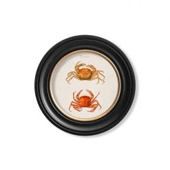 Ashton And Barrow Vintage Marine Life Collection C.1876 - Set Of 4 Round Glass Framed Prints - Made In Britain NEW IN!