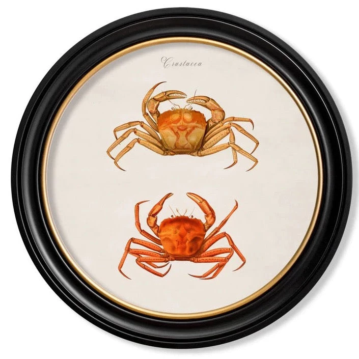 Ashton And Barrow Vintage Crabs C.1876 - Round Glass-Framed Print - Made In Britain - Marine Life 1 Ashton And Barrow Vintage Crabs C.1876 - Round Glass-Framed Print - Made In Britain - Marine Life