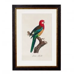 Ashton And Barrow NEW IN! Vintage Eastern Rosella Parrot C.1800s , Parrot Collection - Rectangular Glass-Framed Print, With Gold Detail