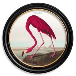 Ashton And Barrow Vintage Flamingo C.1838, Round Framed Print