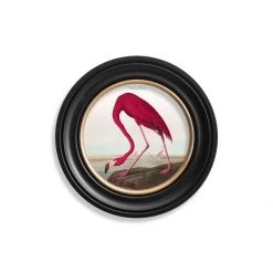 Ashton And Barrow Vintage Flamingo C.1838, Round Framed Print