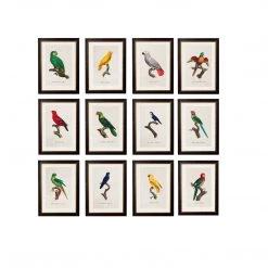 Ashton And Barrow NEW IN! Vintage Parrot Collection C.1800s - Rectangular Glass-Framed Prints, With Gold Detail (Set Of 12)