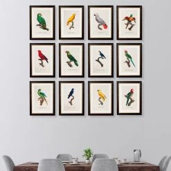 Ashton And Barrow NEW IN! Vintage Blue Arimanon Parakeet C.1892, Parrot Collection - Rectangular Glass-Framed Print, With Gold Detail
