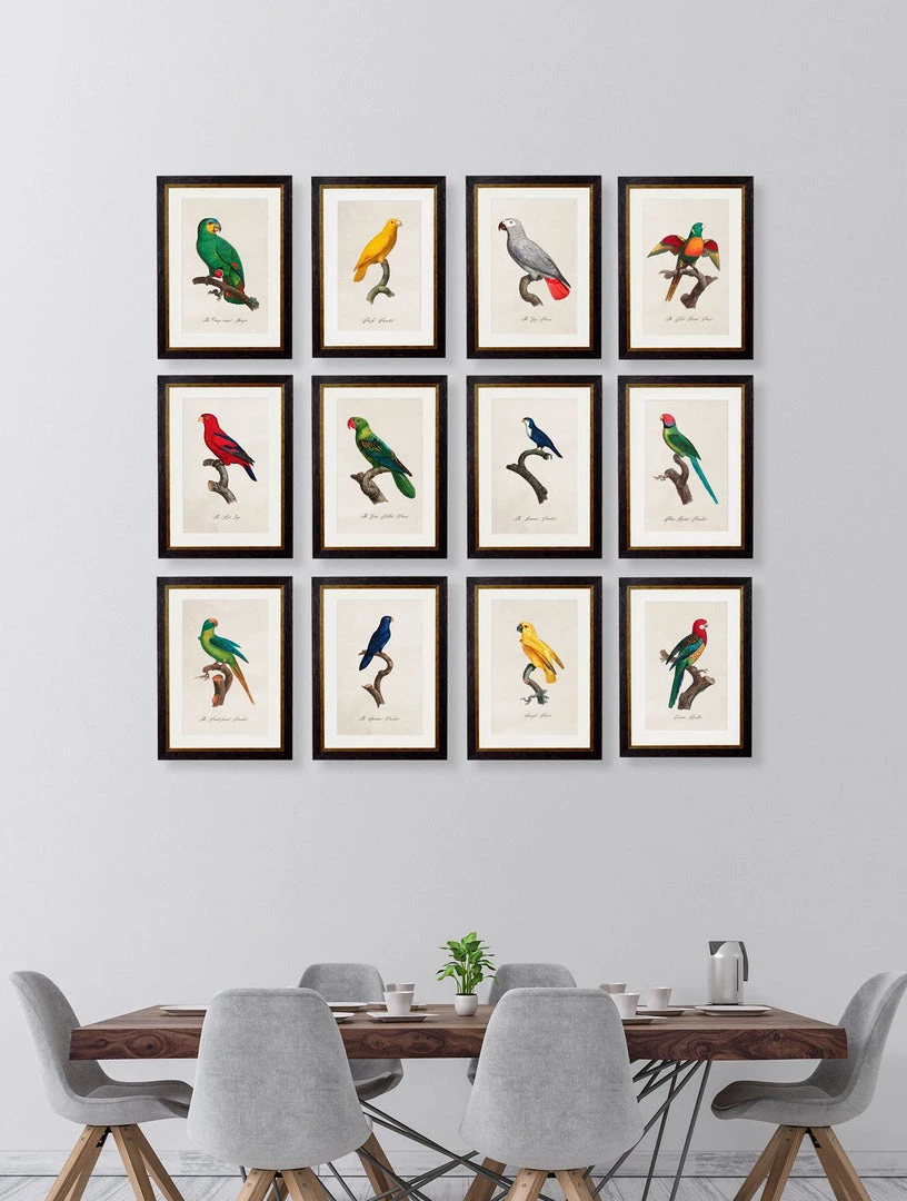 Ashton And Barrow Vintage Peach Fronted Parakeet C.1800s , Parrot Collection - Rectangular Glass-Framed Print, With Gold Detail NEW IN! 2 Ashton And Barrow Vintage Peach Fronted Parakeet C.1800s , Parrot Collection - Rectangular Glass-Framed Print, With Gold Detail NEW IN!