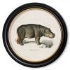 Ashton And Barrow Vintage Hippo C.1846 - Round Glass-Framed Print With Gold Detail