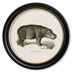 Ashton And Barrow Vintage Hippo C.1846 - Round Glass-Framed Print With Gold Detail
