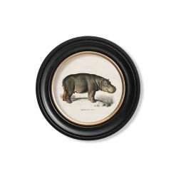 Ashton And Barrow Vintage Hippo C.1846 - Round Glass-Framed Print With Gold Detail