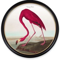 Ashton And Barrow Vintage Flamingo C.1838, Round Framed Print