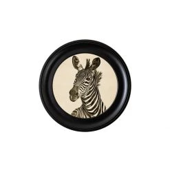 Ashton And Barrow Vintage Zebra C.1890 - Round Glass-Framed Print (Left Facing) NEW IN!