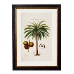 Ashton And Barrow Vintage Study Of South American Macaw Palm Tree C.1843 - Rectangular Glass-Framed Print