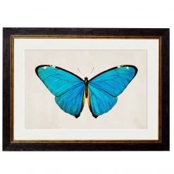 Ashton And Barrow Vintage Tropical Blue Morpho Butterfly C.1836 - Rectangular Glass-Framed Print Art & Prints
