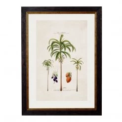 Ashton And Barrow Vintage Study Of South American Areca Palm Tree C.1843 - Rectangular Glass-Framed Print